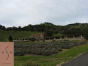 Robert Sinskey Vineyards